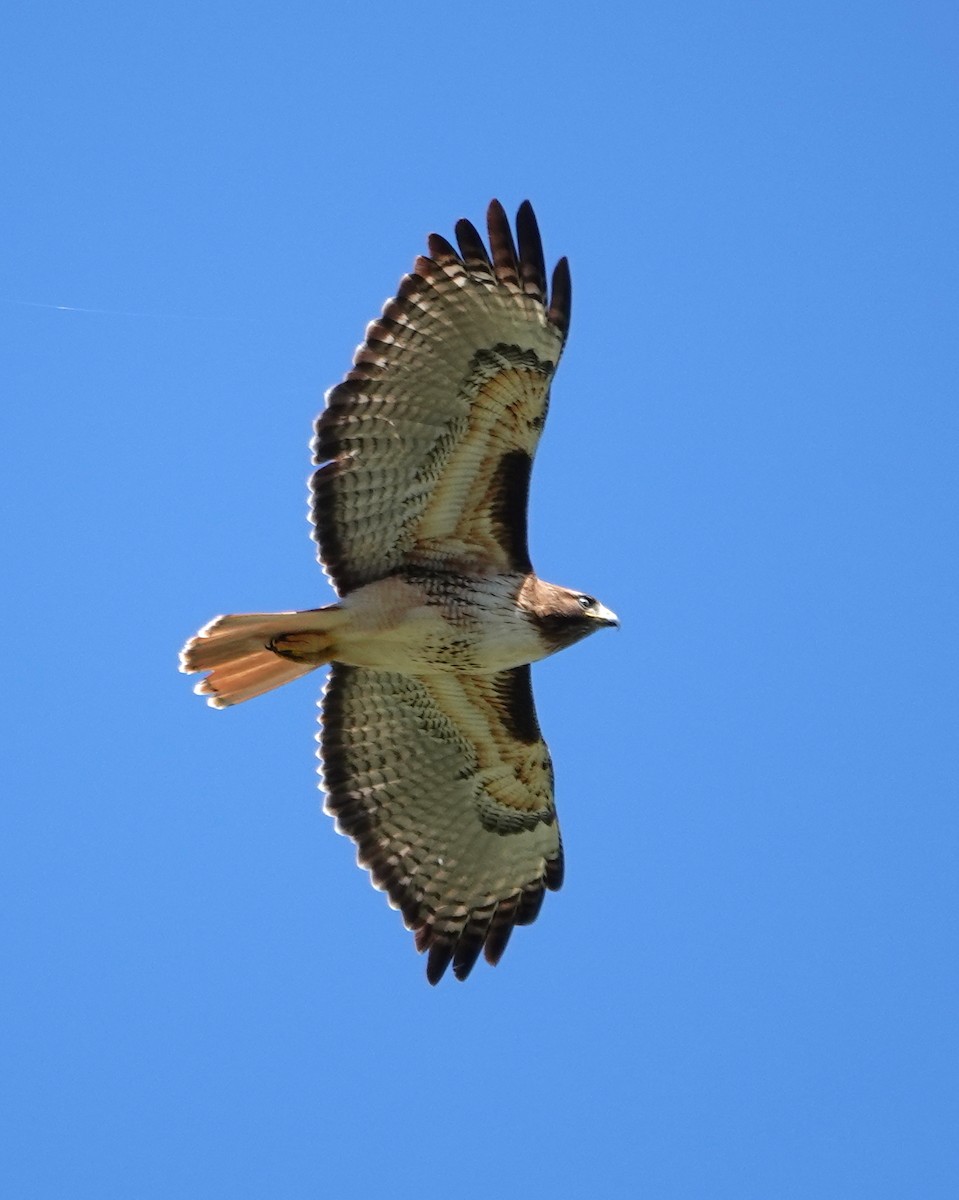 Red-tailed Hawk - ML617883932
