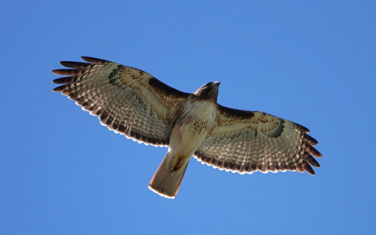 Red-tailed Hawk - ML617883933