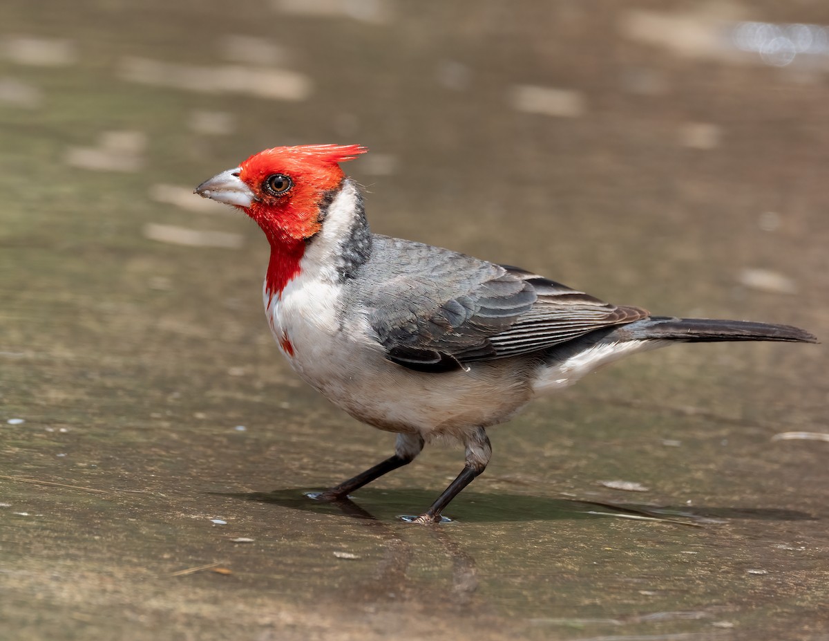Red-crested Cardinal - ML617883981