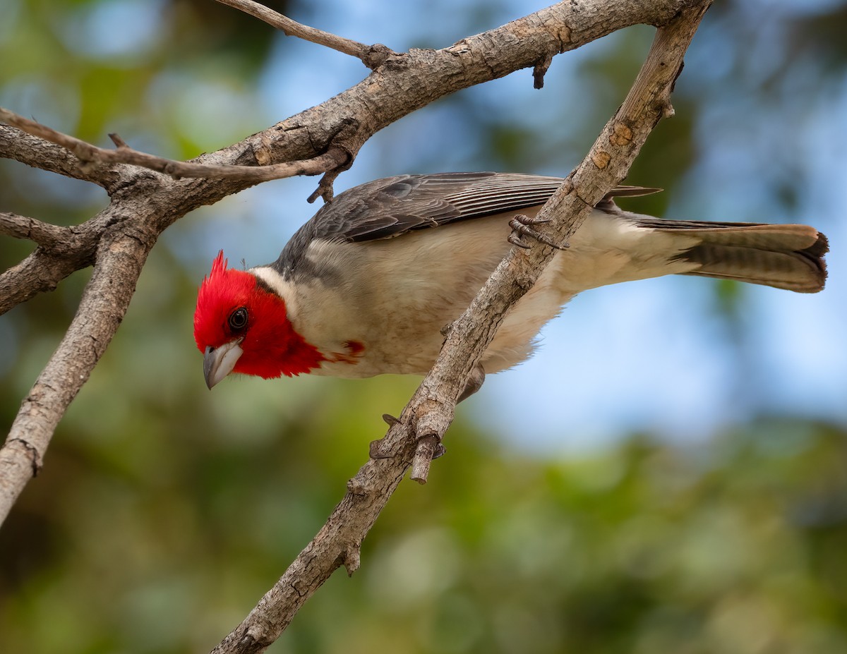 Red-crested Cardinal - ML617883982