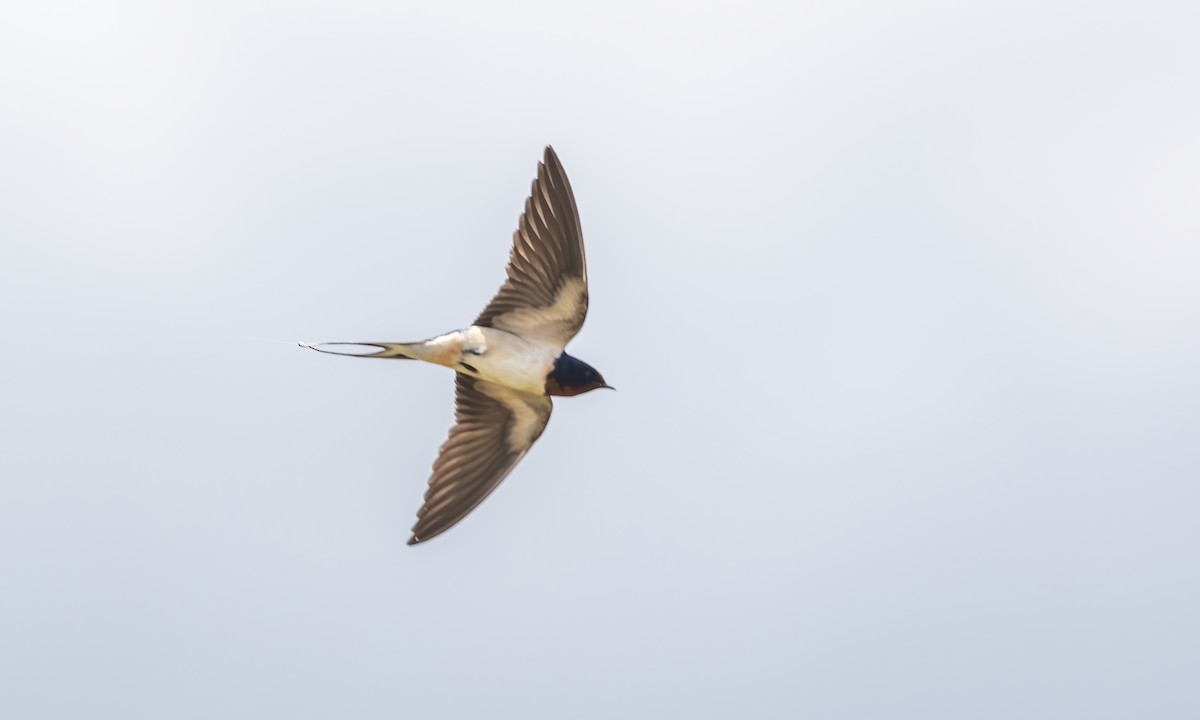 Barn Swallow - Paul Fenwick