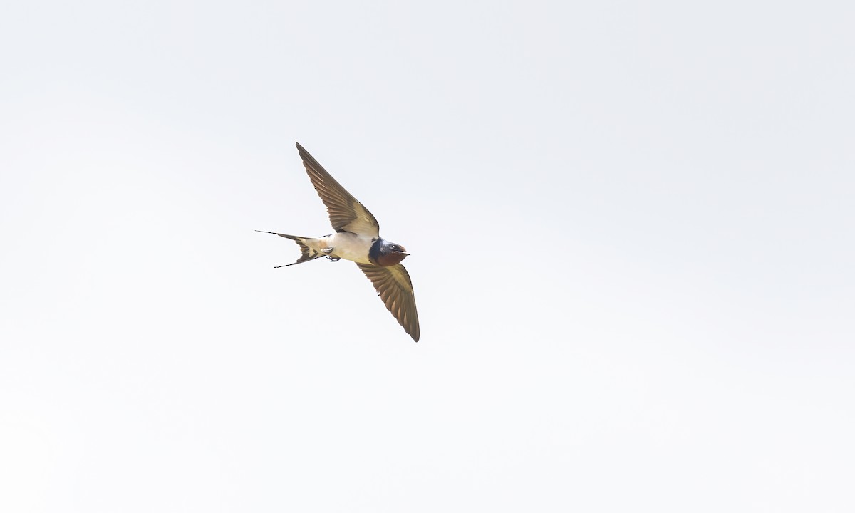 Barn Swallow - Paul Fenwick