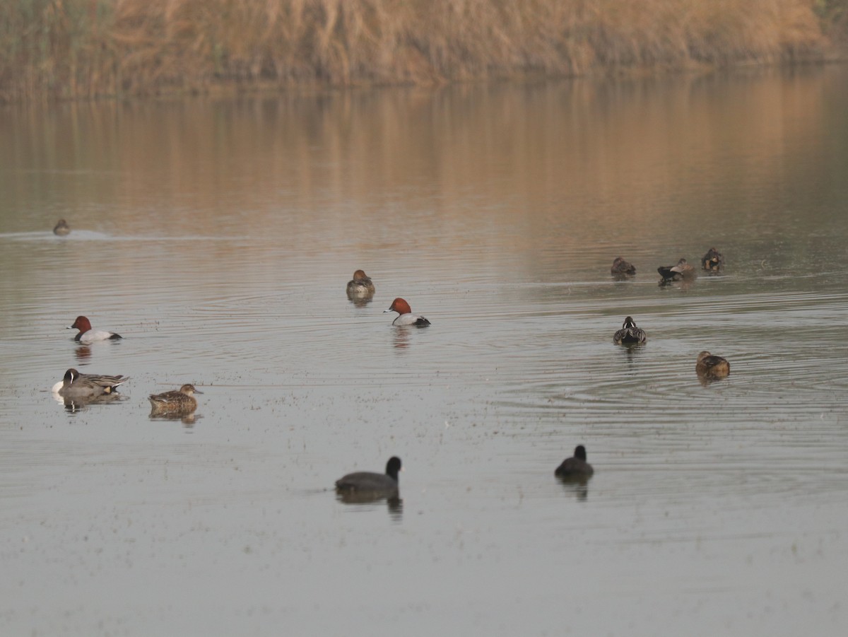 Common Pochard - ML617884015