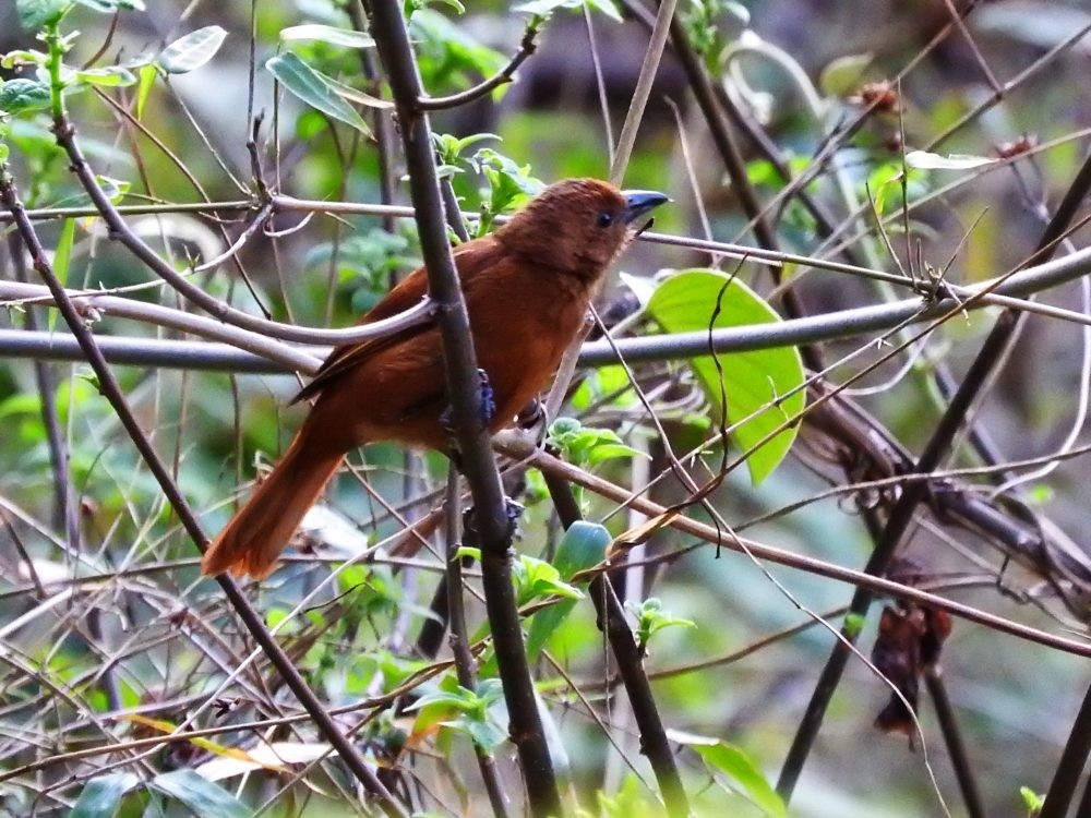 White-lined Tanager - ML617884043