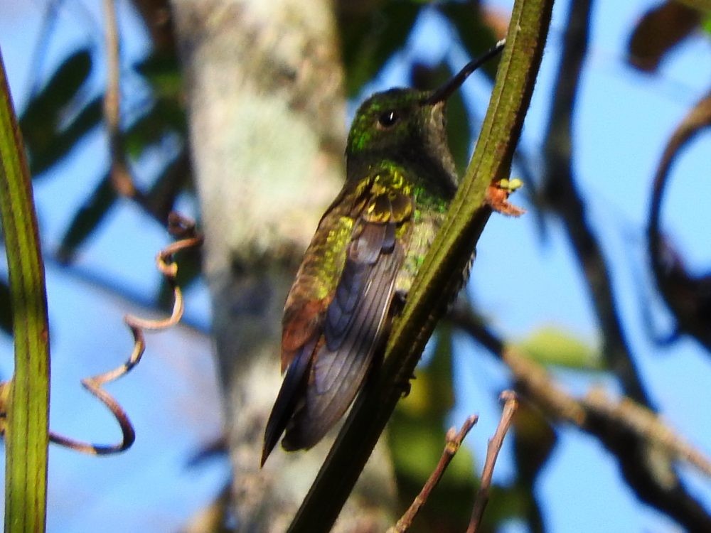 Copper-rumped Hummingbird - ML617884069