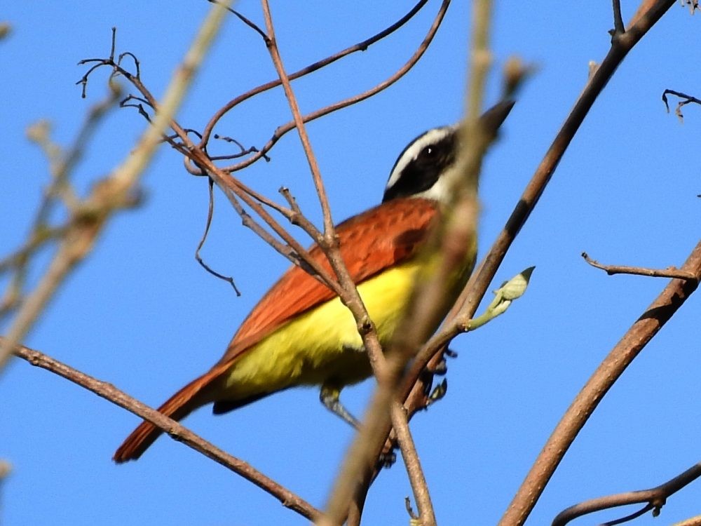 Great Kiskadee - ML617884079