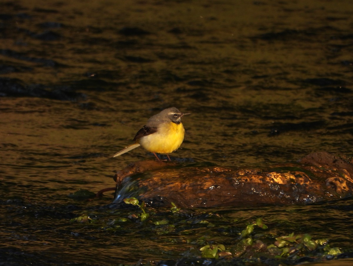 Gray Wagtail - Stephen Matthews