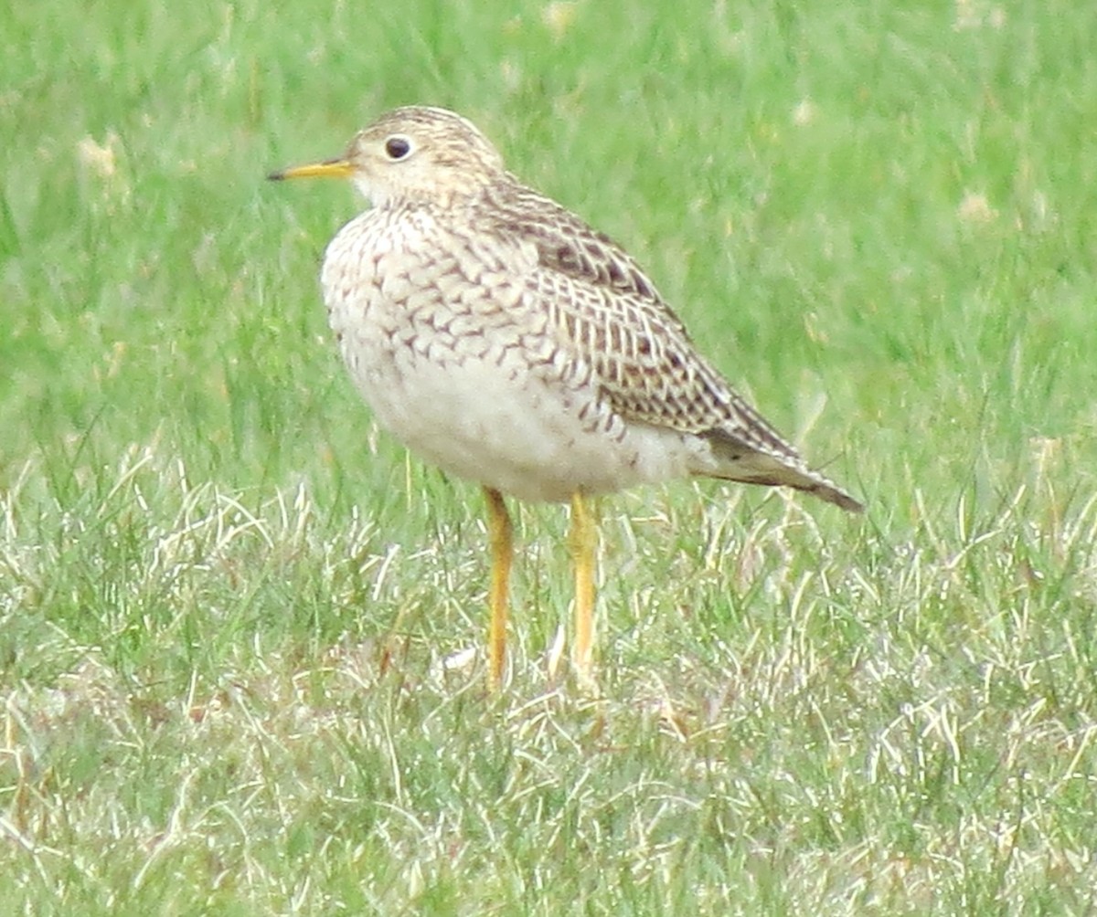 Upland Sandpiper - ML617884146