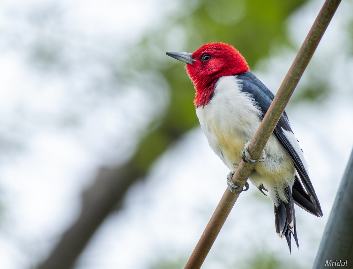 Red-headed Woodpecker - ML617884156