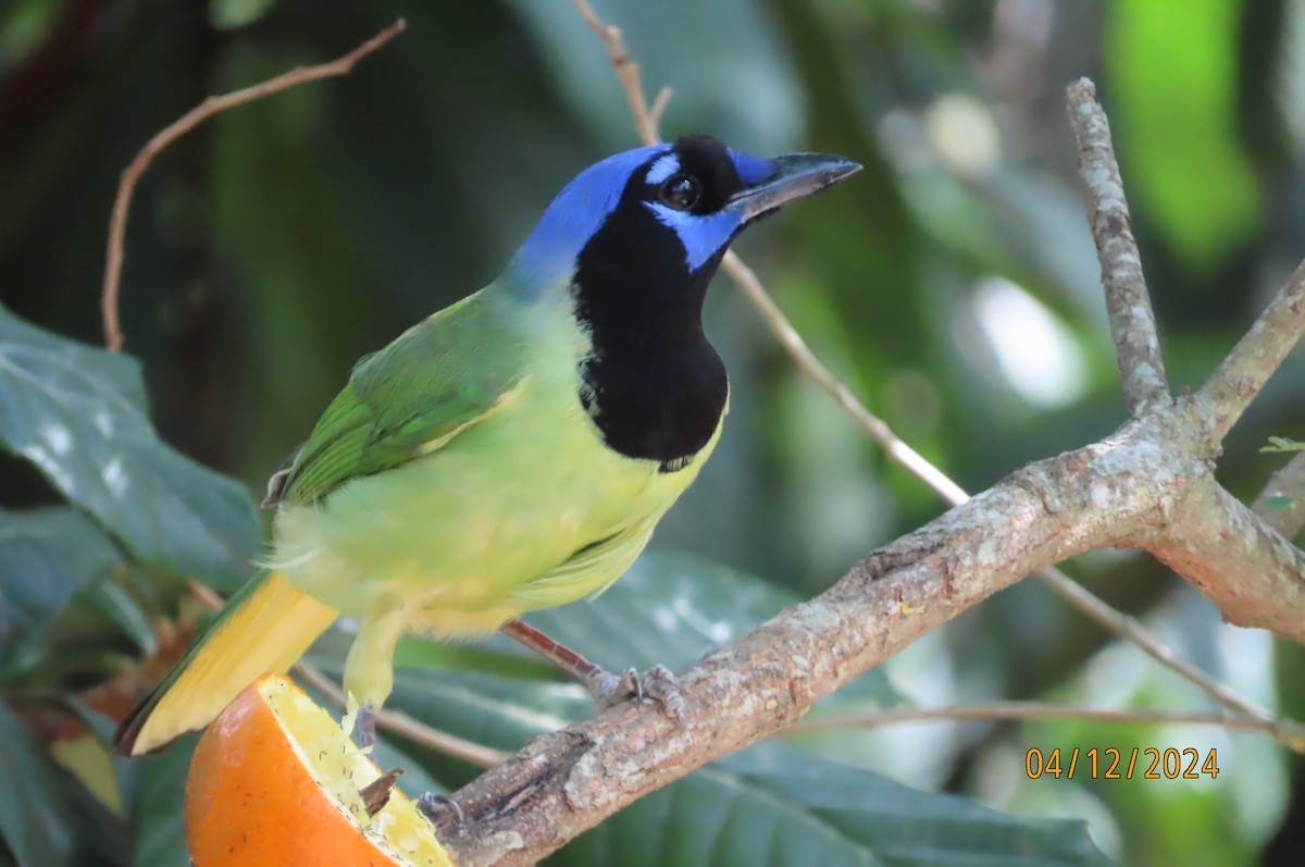 Green Jay - ML617884189