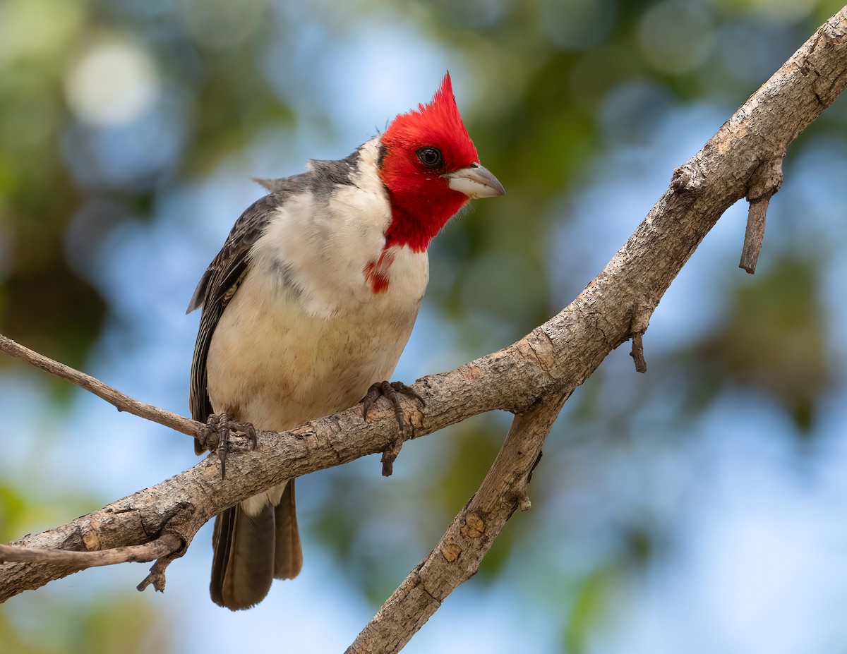 Red-crested Cardinal - ML617884235