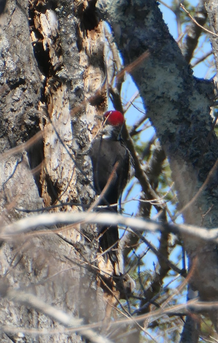 Pileated Woodpecker - Cecile Boucher