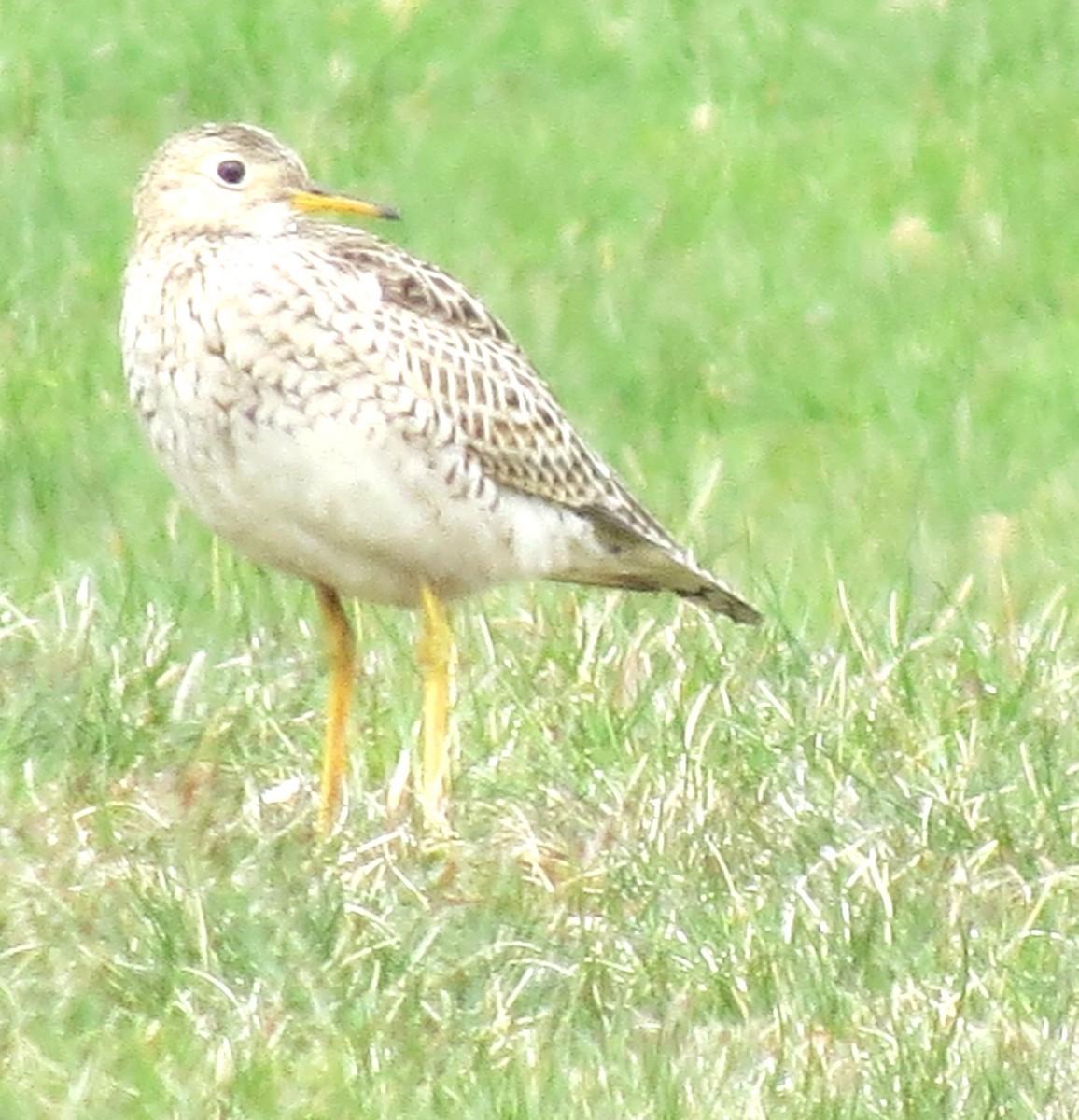 Upland Sandpiper - ML617884275