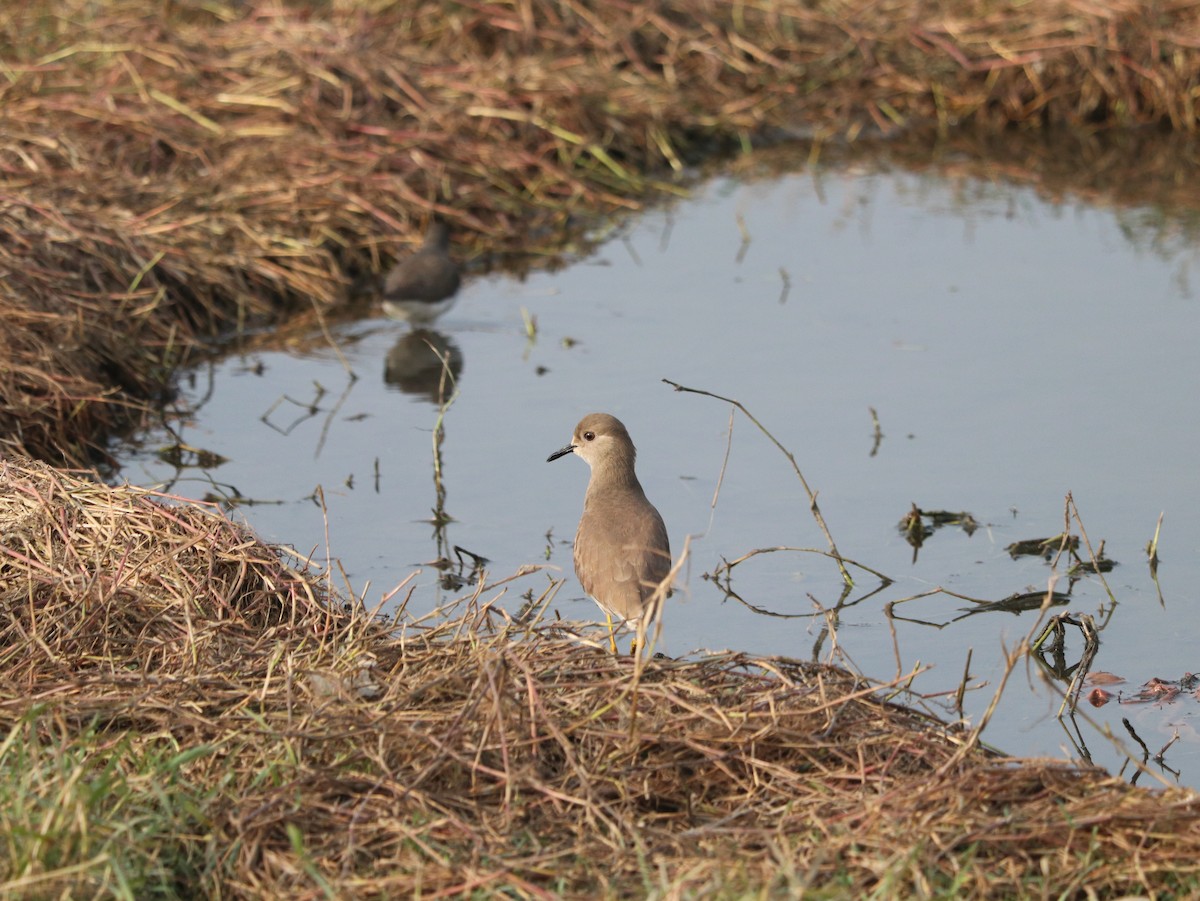 White-tailed Lapwing - ML617884276