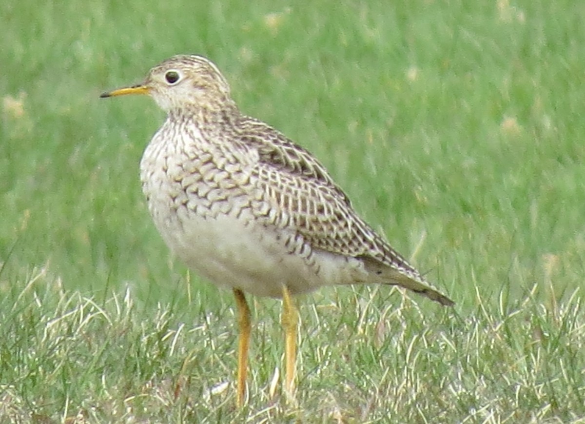 Upland Sandpiper - ML617884280