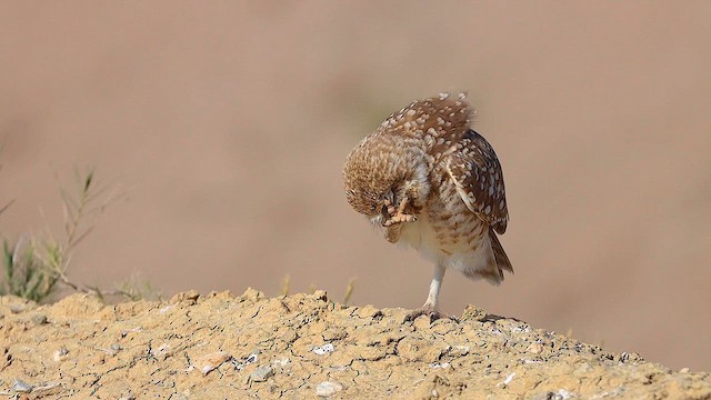 Mochuelo de Madriguera (hypugaea/rostrata) - ML617884303