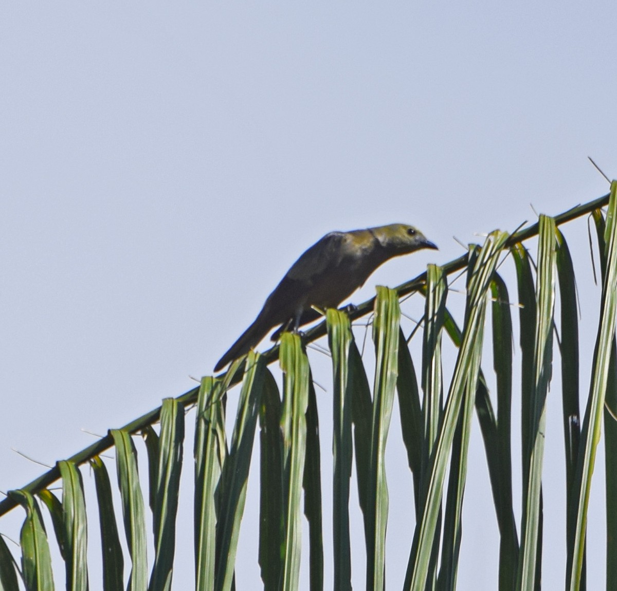 Palm Tanager - ML61788431