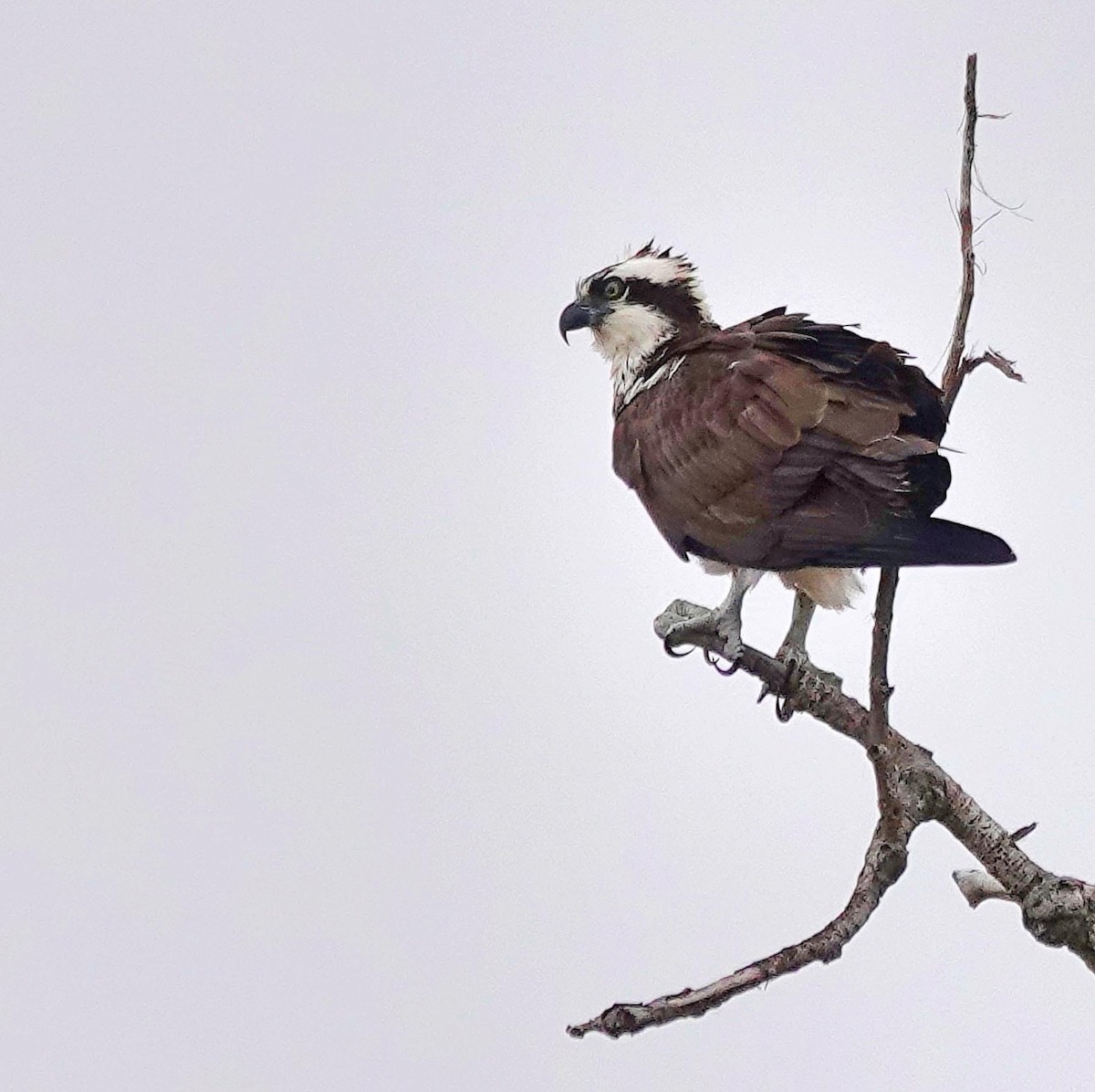 Balbuzard pêcheur - ML617884319