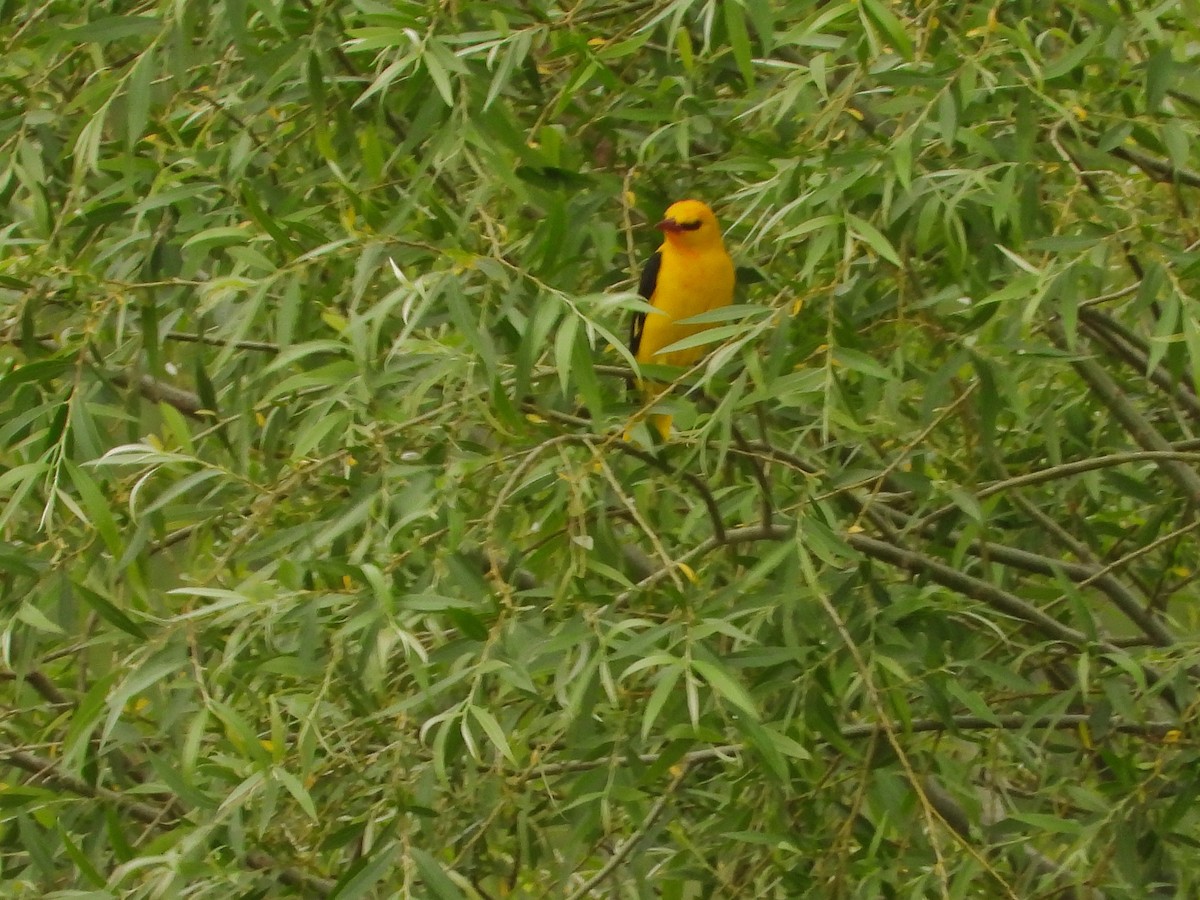 Eurasian Golden Oriole - Brendan  Searson