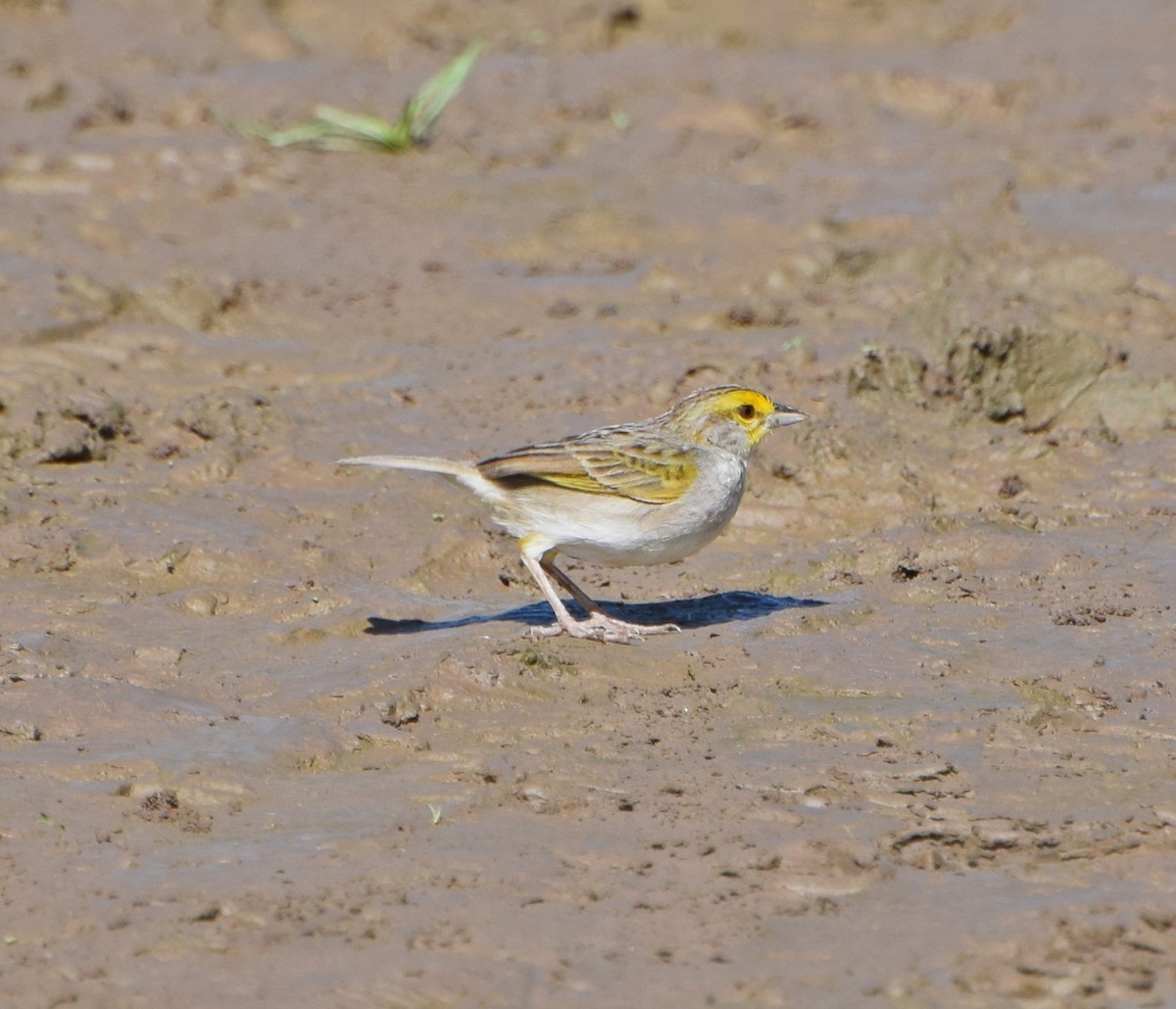 Yellow-browed Sparrow - John Bruin