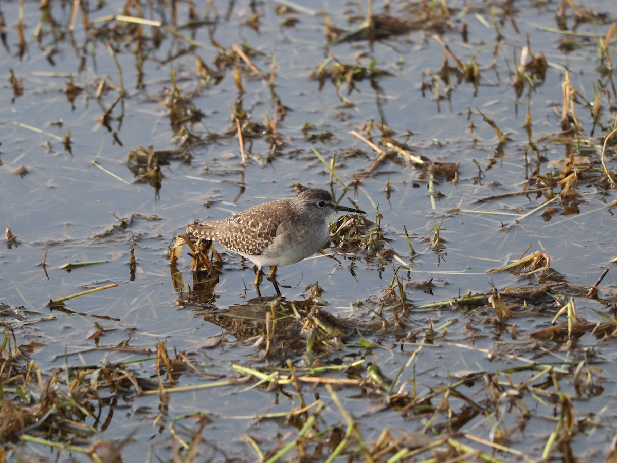 Wood Sandpiper - ML617884417