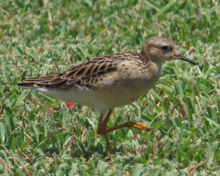 Buff-breasted Sandpiper - ML617884432