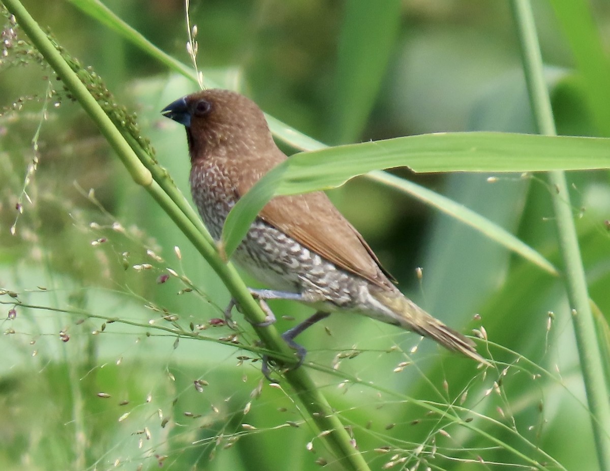 Scaly-breasted Munia - Vicki Nebes