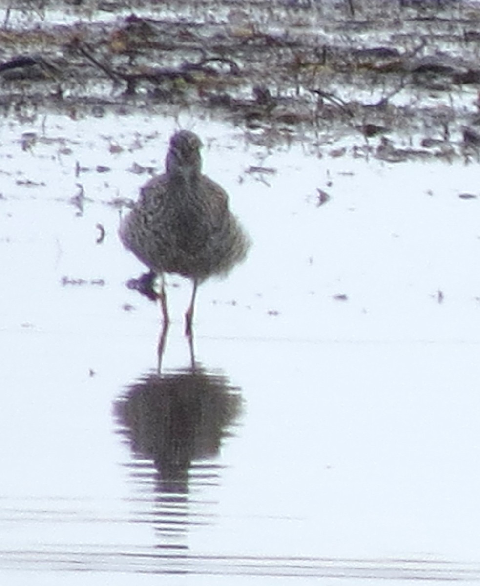 Greater Yellowlegs - James Hirtle