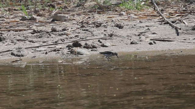 Spotted Sandpiper - ML617884501