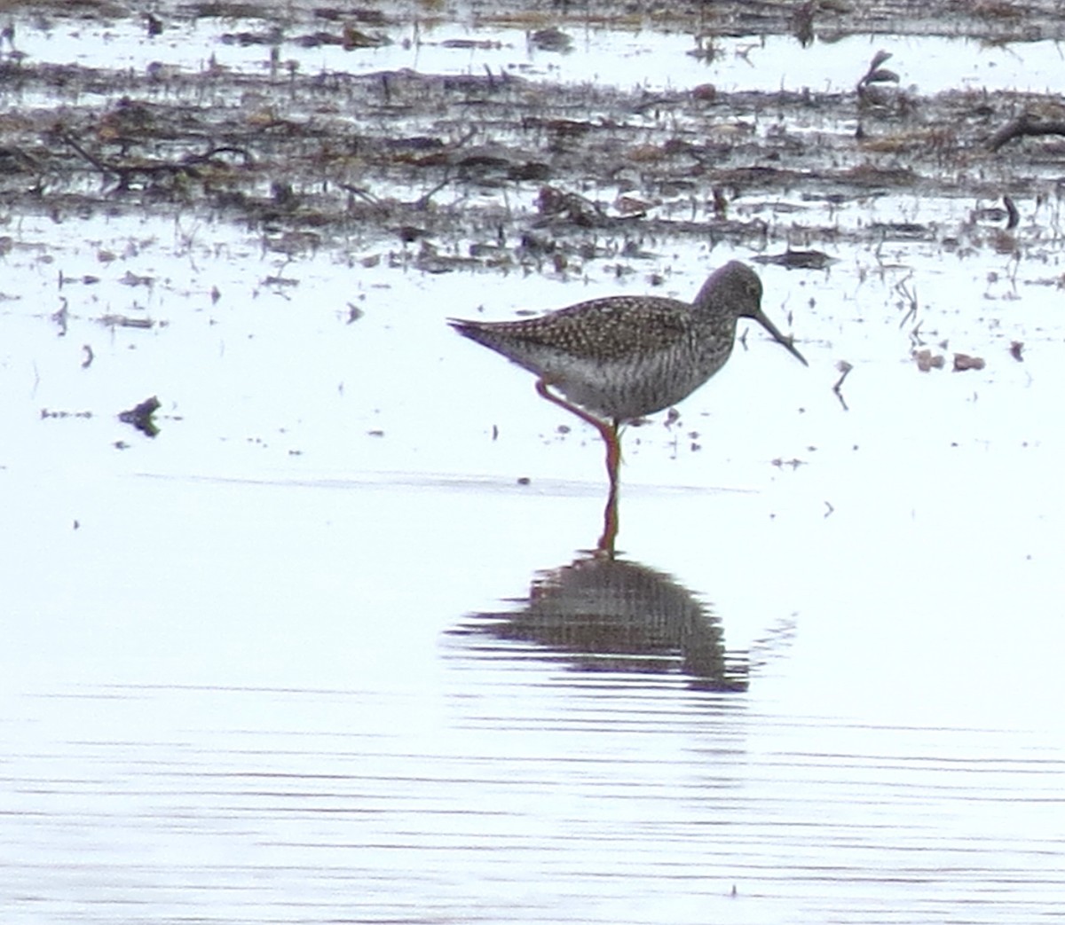 Greater Yellowlegs - James Hirtle