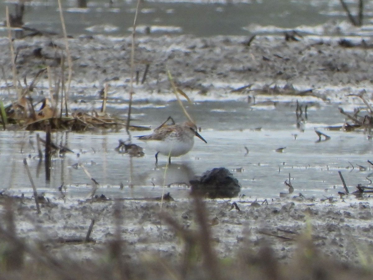 Western Sandpiper - Rick Luehrs