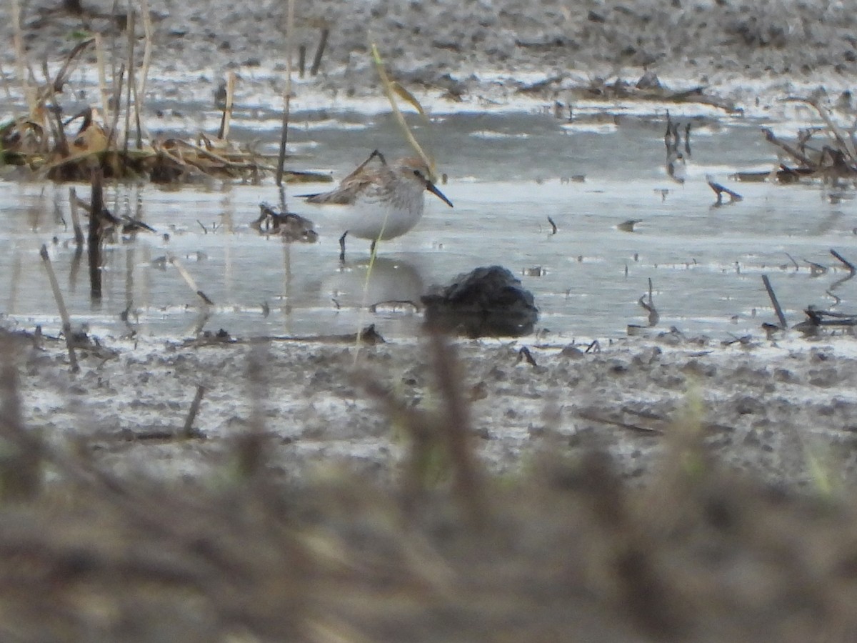 Western Sandpiper - Rick Luehrs