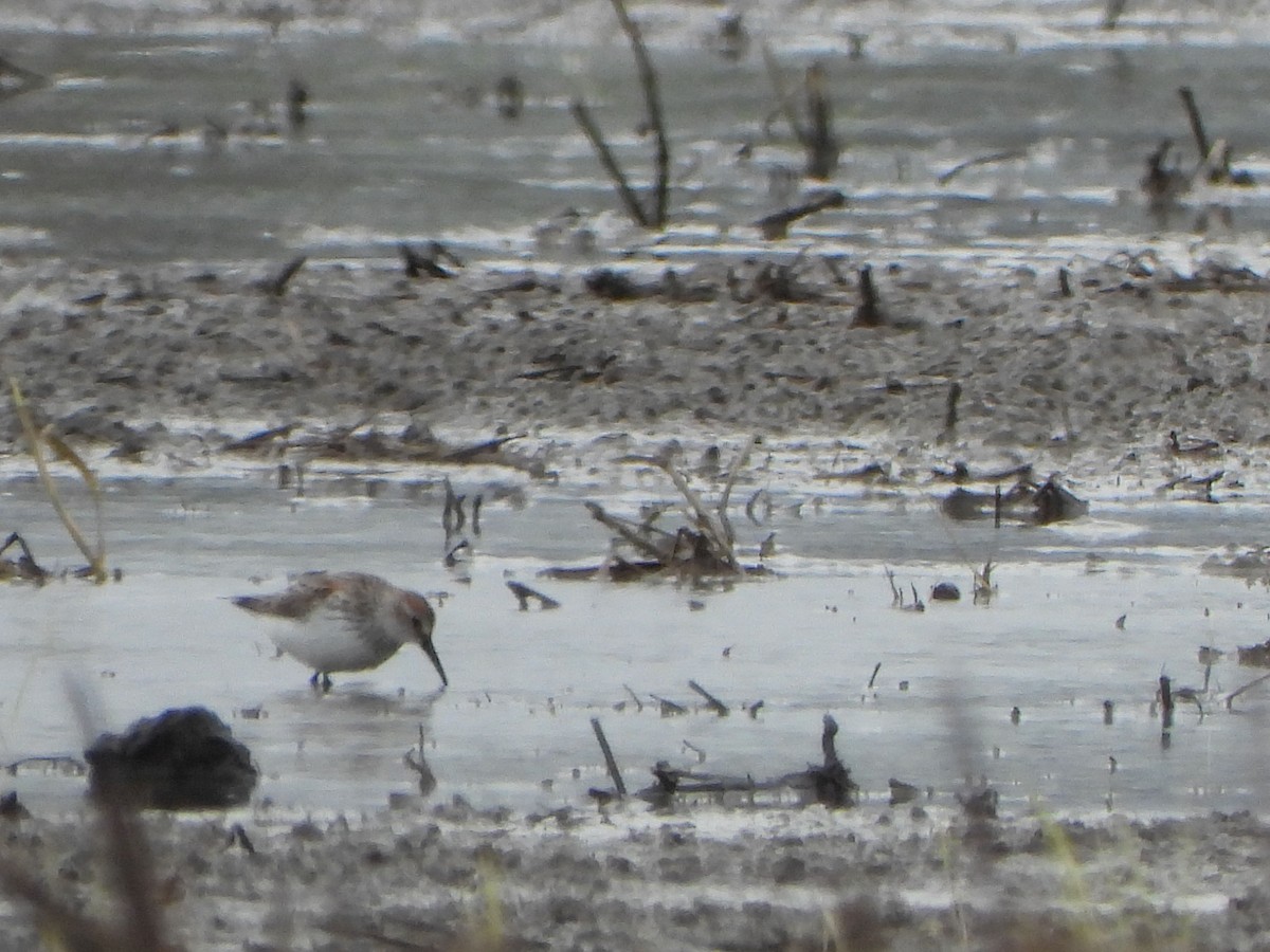 Western Sandpiper - Rick Luehrs