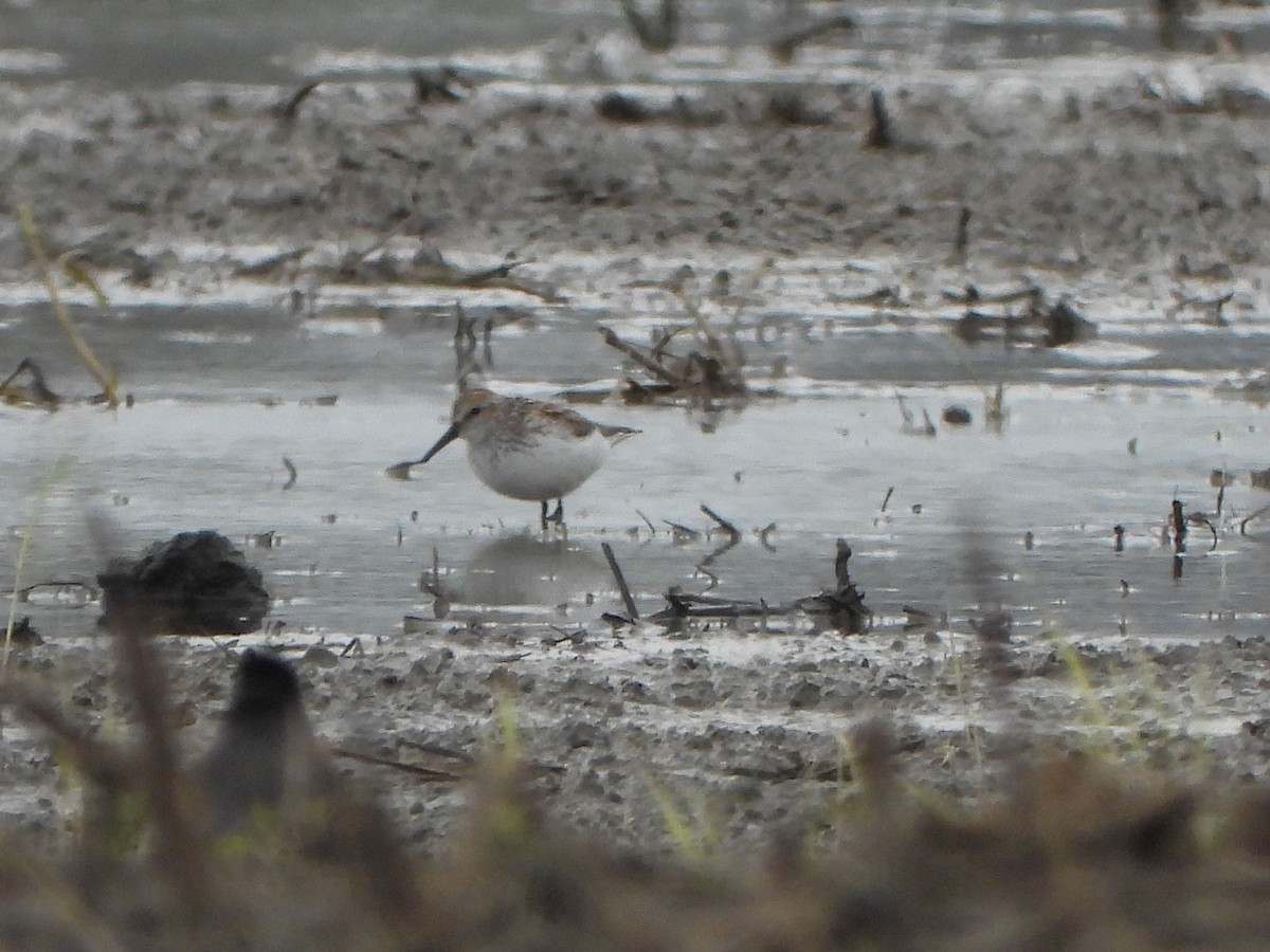 Western Sandpiper - Rick Luehrs