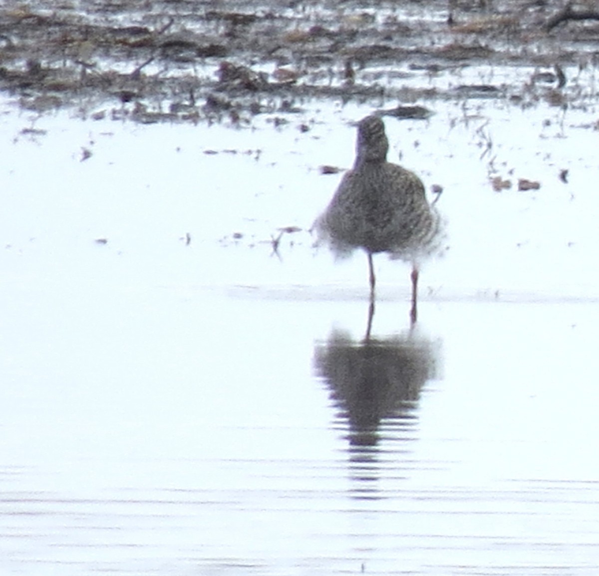 Greater Yellowlegs - James Hirtle