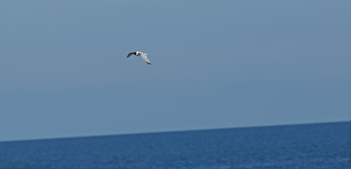 Mediterranean Gull - ML617884537