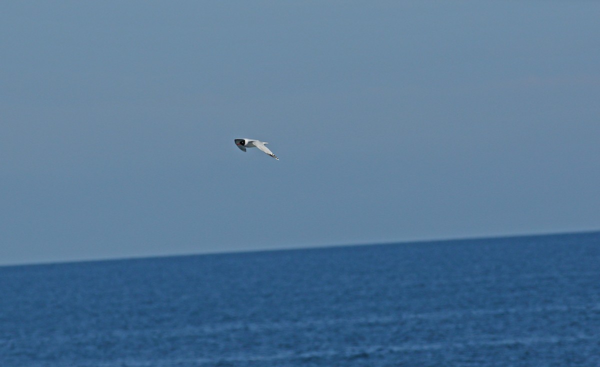 Mediterranean Gull - ML617884539