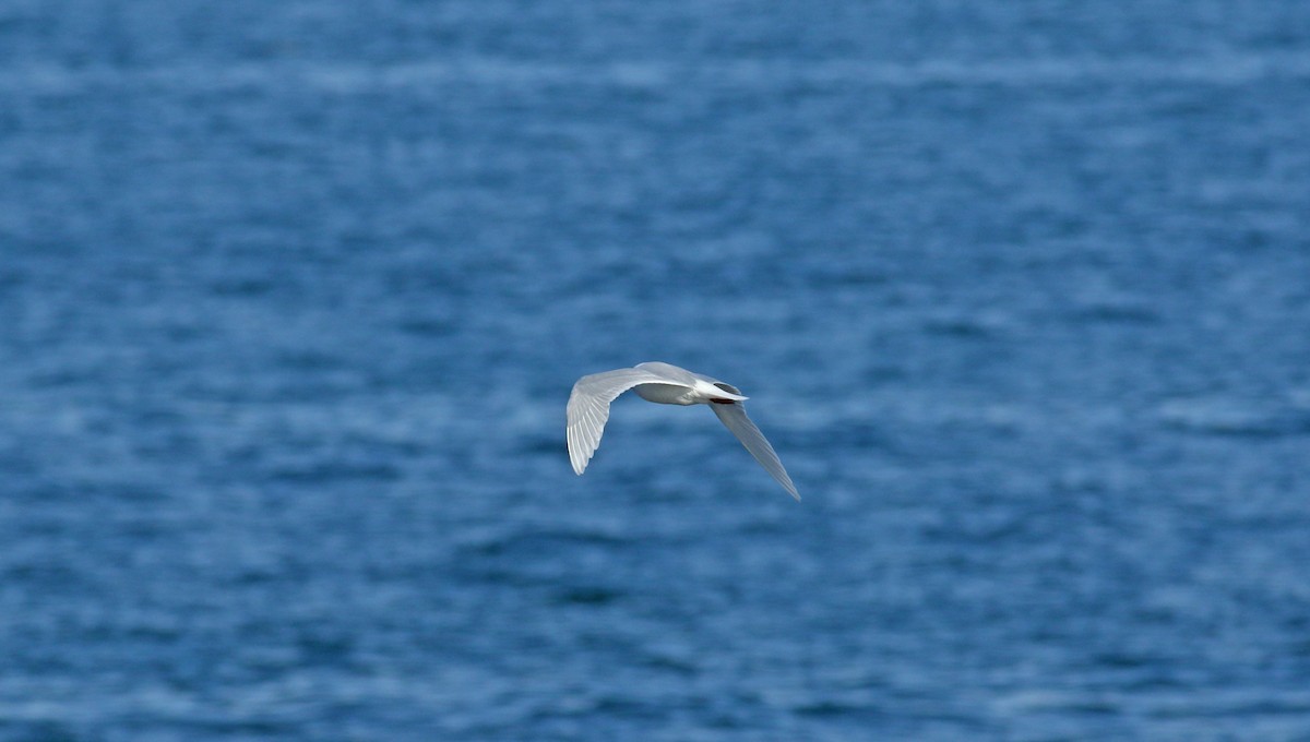 Mediterranean Gull - ML617884541