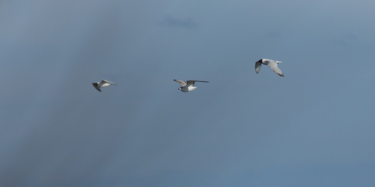 Mediterranean Gull - ML617884542