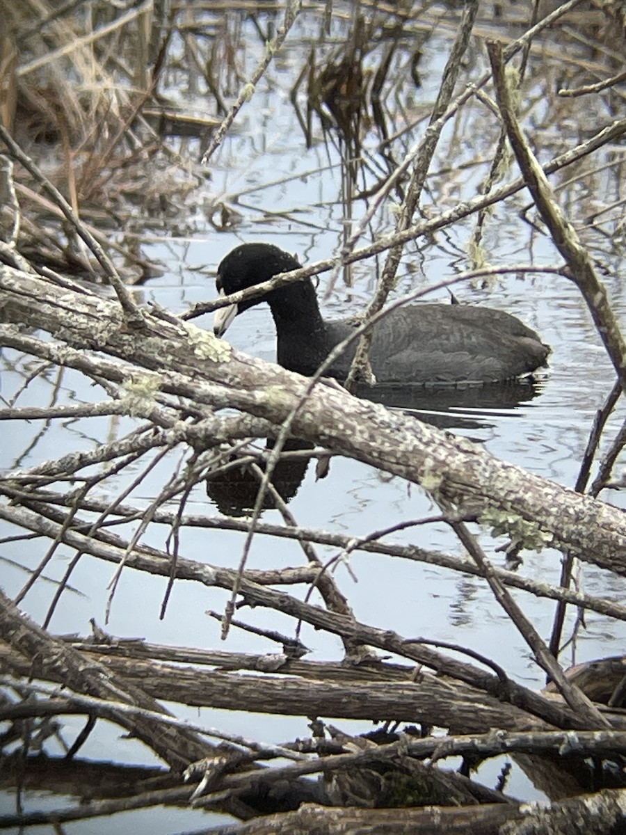 American Coot - ML617884561