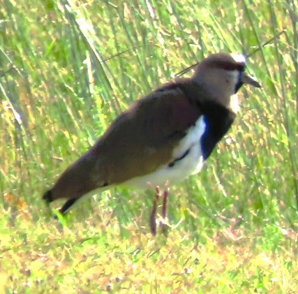 Southern Lapwing - ML617884573