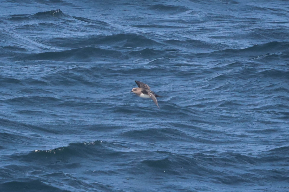 Atlantic Petrel - Skip Russell