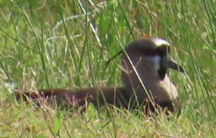 Southern Lapwing - ML617884581