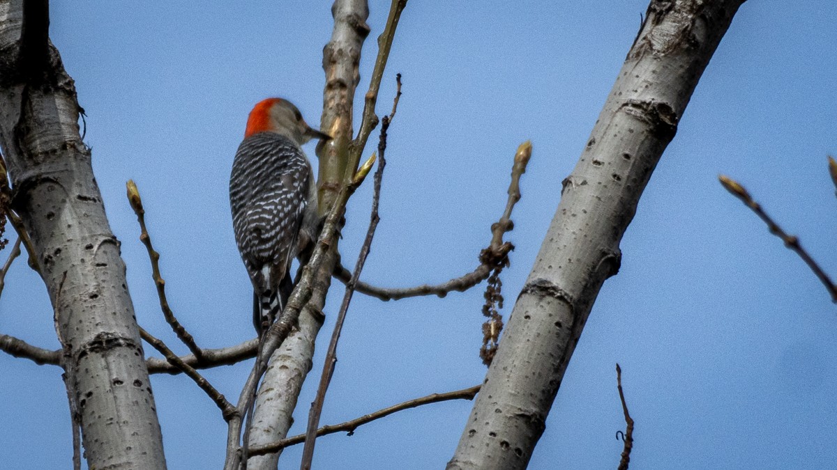 Red-bellied Woodpecker - ML617884608