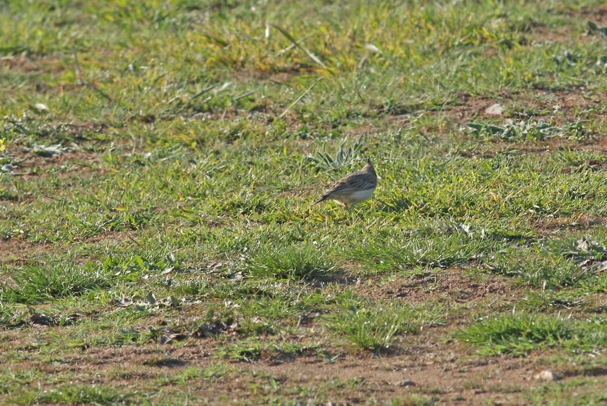 Crested Lark - ML617884615