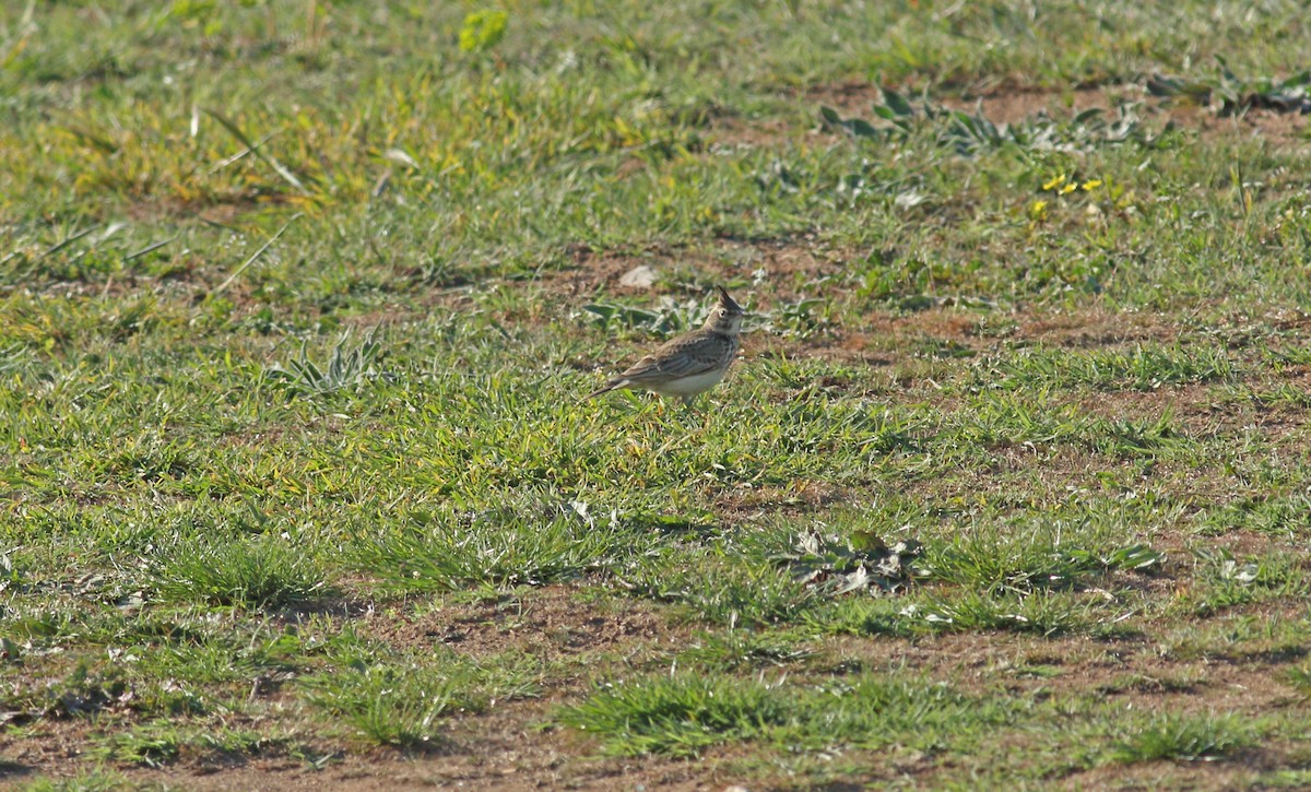 Crested Lark - ML617884616