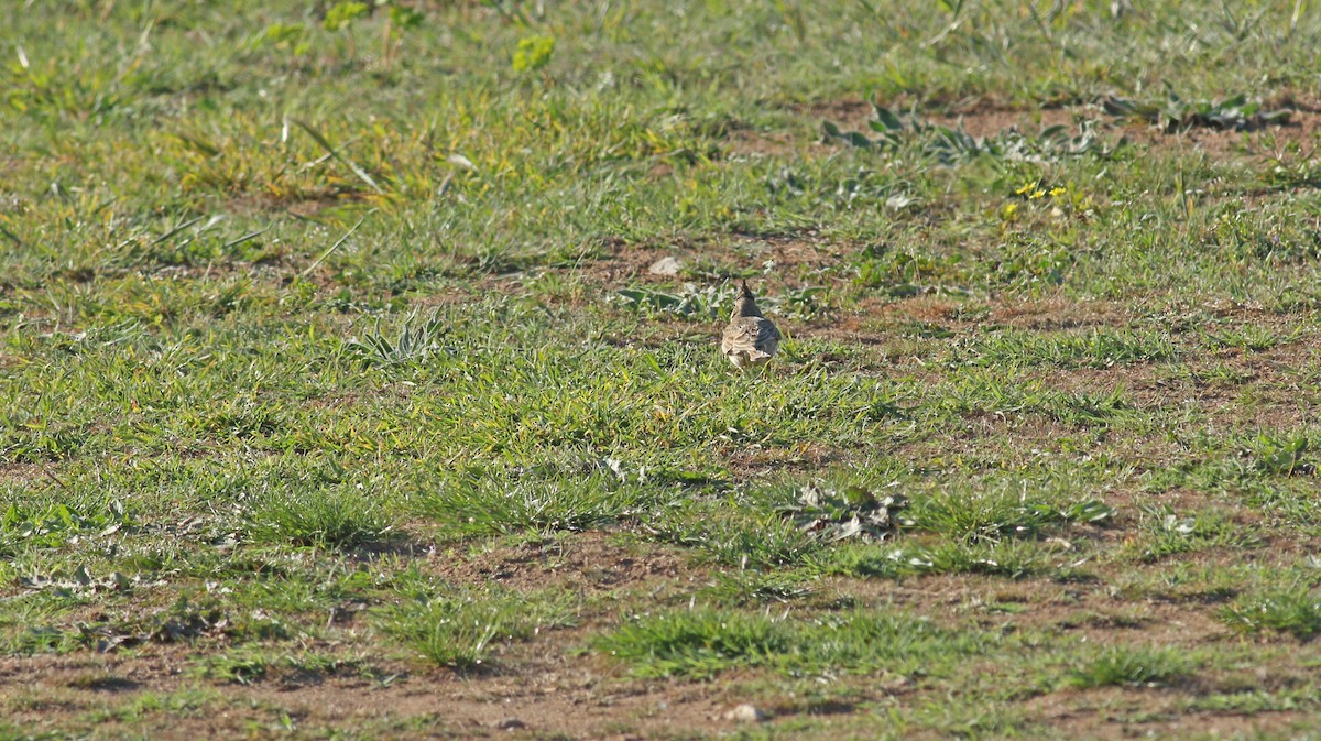 Crested Lark - ML617884617