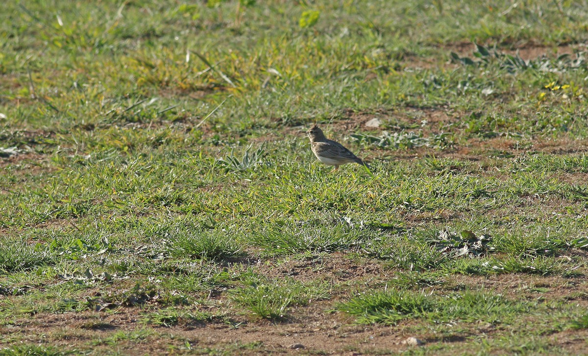 Crested Lark - ML617884618