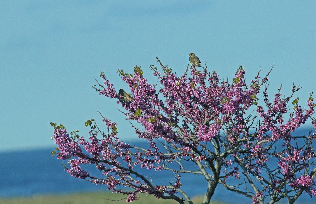 Corn Bunting - ML617884624