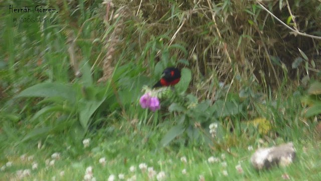 Scarlet-bellied Mountain Tanager - ML617884654